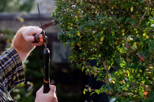 Pruning topiary