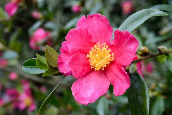Camellia sasanqua