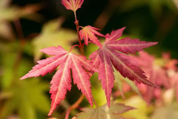 Acer palmatum „oranžový sen“