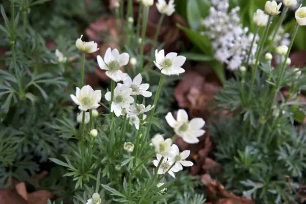 ANEMONE NARCISSIFLORA SUBSP. קריניטה