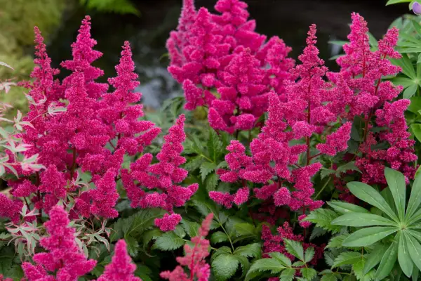 Astilbe 'Montgomery'