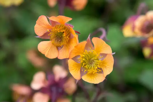 Geum 