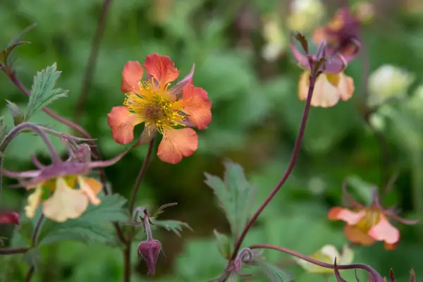 Geum 