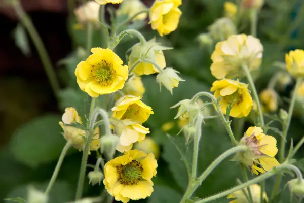 Geum 