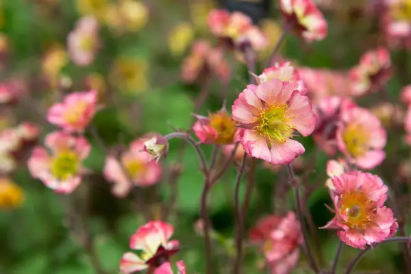 Geum 
