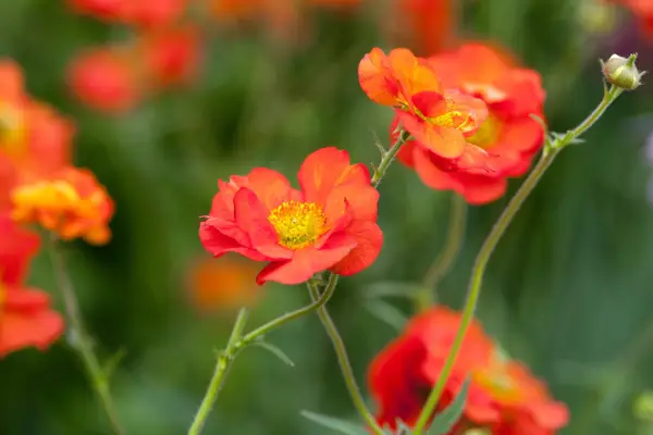 Geum 