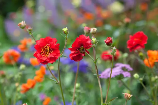 Geum 