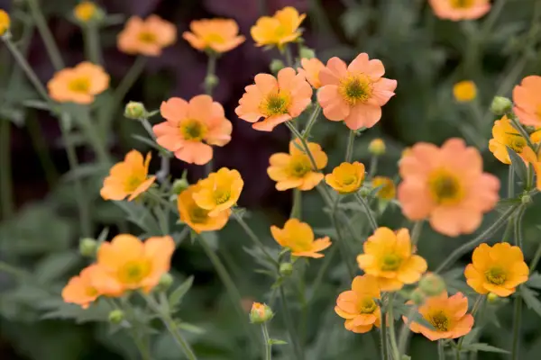 Geum 