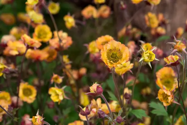 Geum 