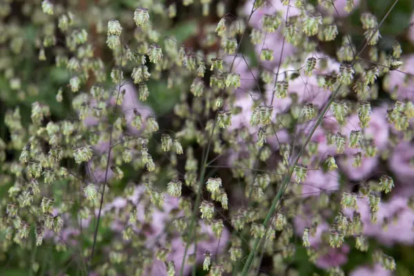 Briza Media 'Limouzi'