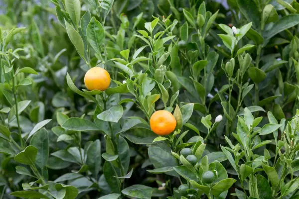 Citrofortunella microcarpa