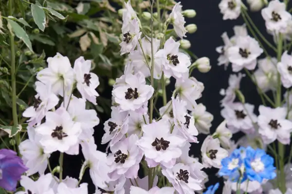 Delphinium „Darling Sue”