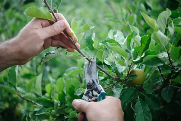 Pruning fruit trees