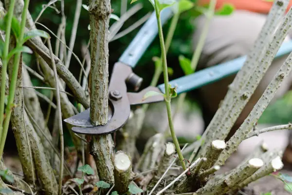 Prevent shrubs becoming overgrown