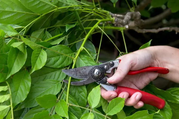 Eight reasons to prune in summer