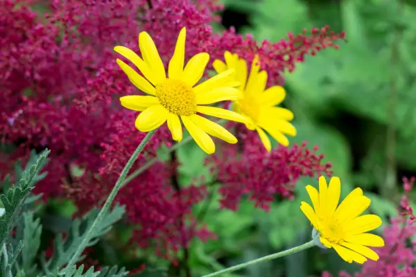 Euryops pectinatus