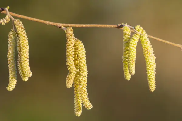 Mature male catkins on a hazel tree. Getty Images
