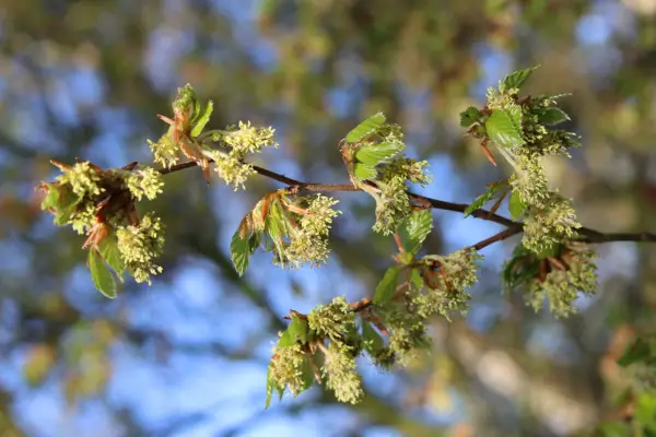 Beech tree catkins. Getty Images