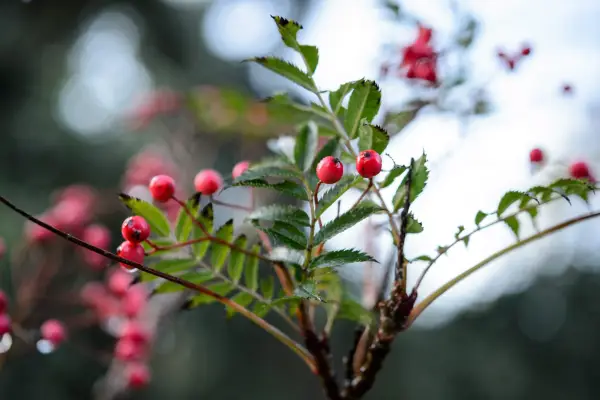 Mountain ash Sorbus aucuparia