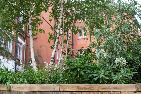 Himalayan birch planted in a mixed border