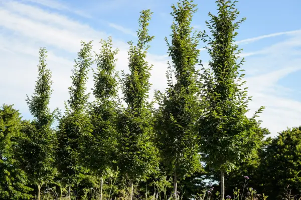 Hornbeam trees (Carpinus betulus 