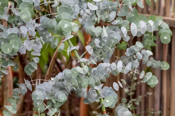 Eucalyptus