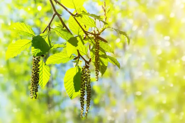 Alder catkins. Getty Images