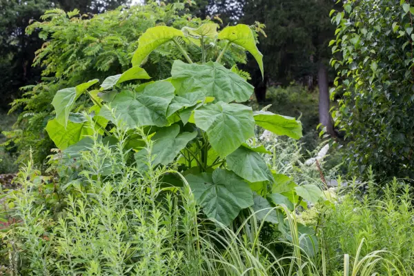 Foxglove tree (Paulownia tomentosa)