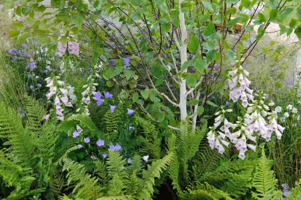 White-stemmed silver birch tree beside ferns and foxgloves