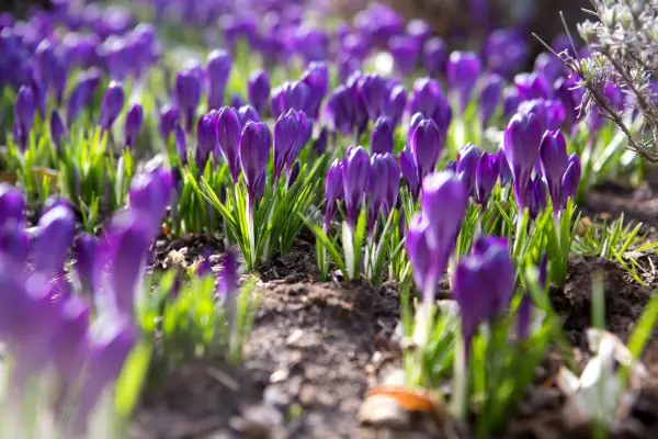 Crocus tommasinianus 
