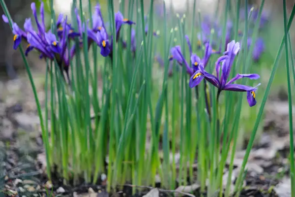 Iris reticulata