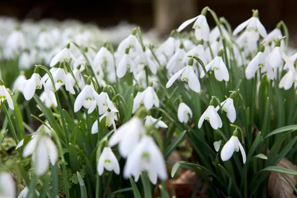 Snowdrops in flower