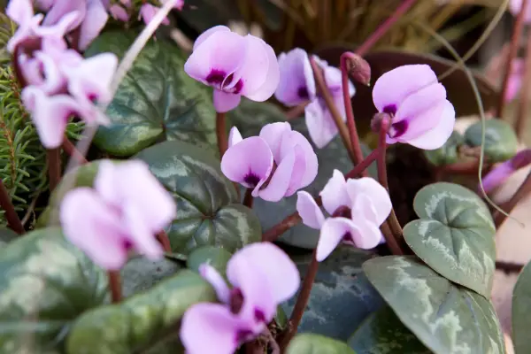 Cyclamen coum