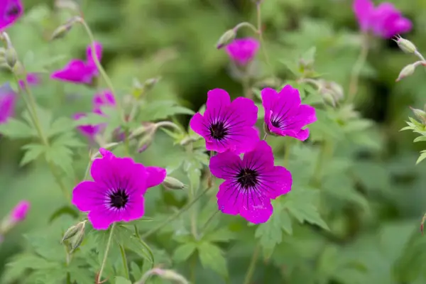 Geranium „Red Admirál“