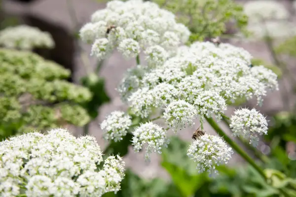 Heracleum sphondylium