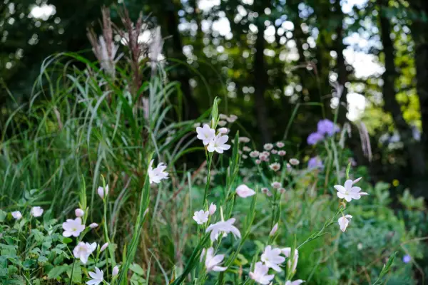Pink-white hesperantha blooms