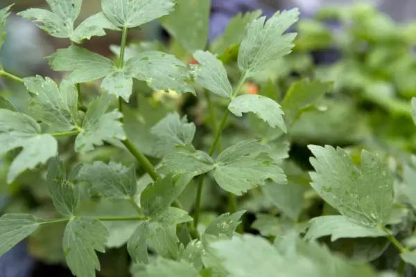 Levisticum officinale