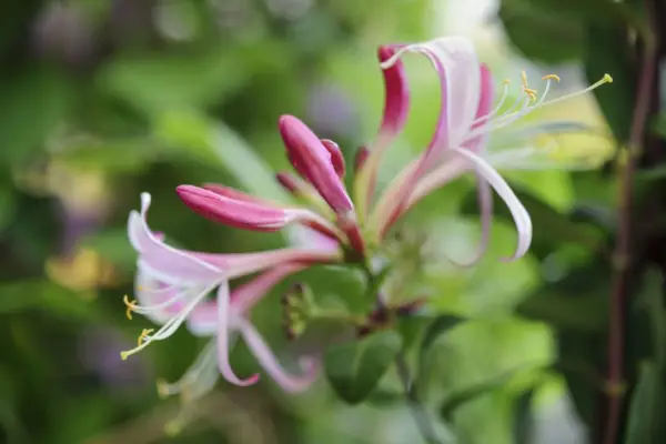 Lonicera periclymenum 'sent'