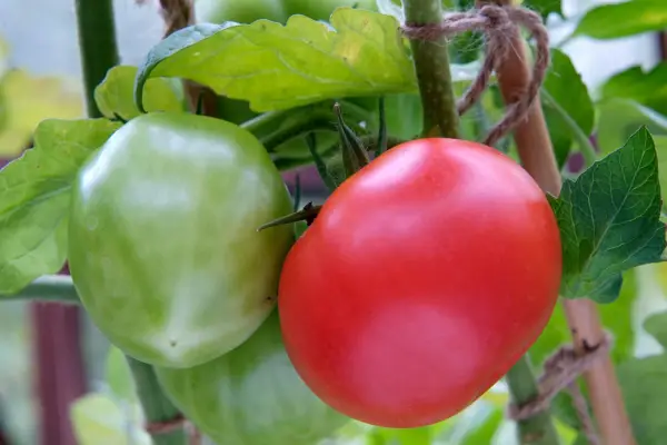 Lycopersicon esculentum 'landsmag'