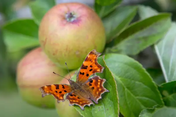 Comma butterfly on apple tree