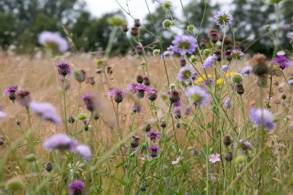 Meadow planting