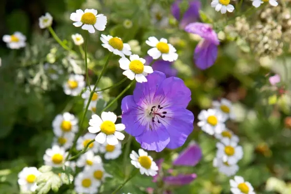 Cranesbill and tanacetum
