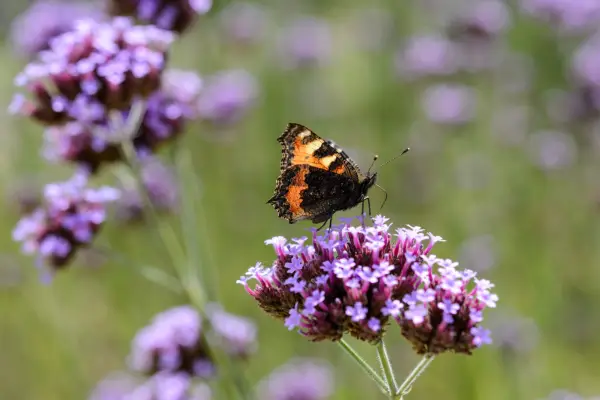 Tortoiseshell butterfly on Verbena bonariensis