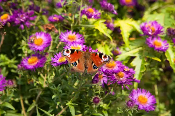 Peacock butterfly on aster