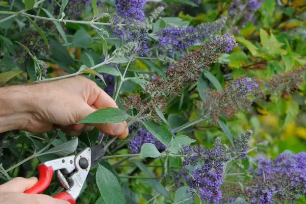 Deadheading buddleja