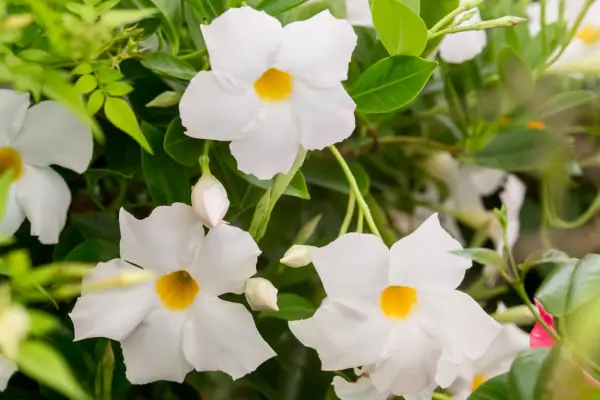 מנדווילה 'ג'ייד ווייט'