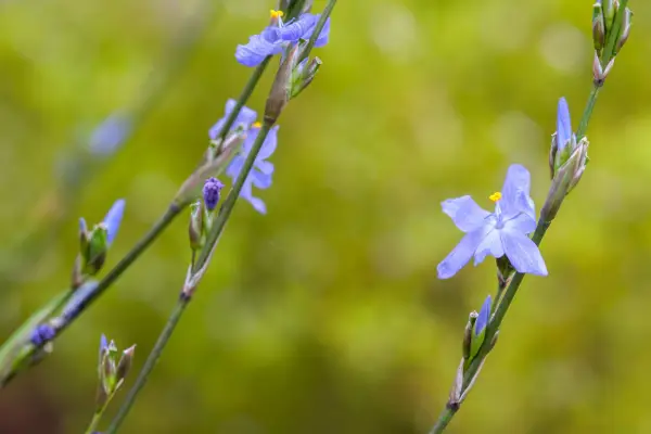 Orthrosanthus multiflorus