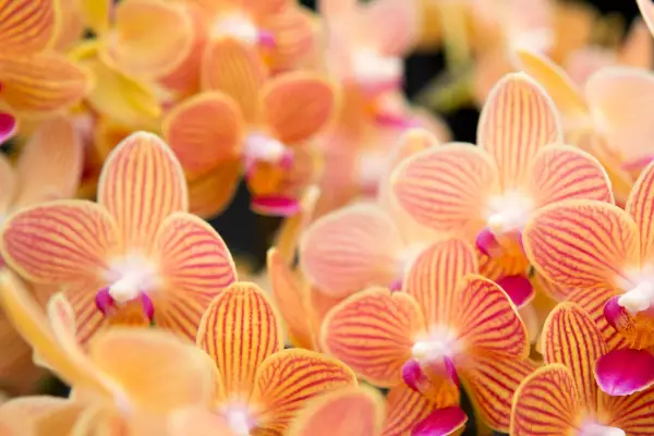 Phalaenopsis 'guldpersonale'
