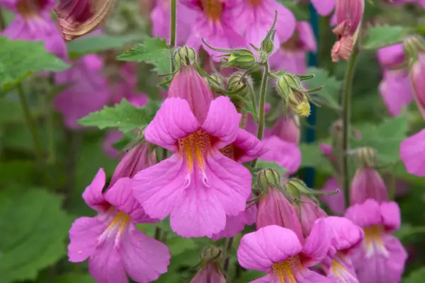 Rehmannia „Walberton's Magic Dragon”