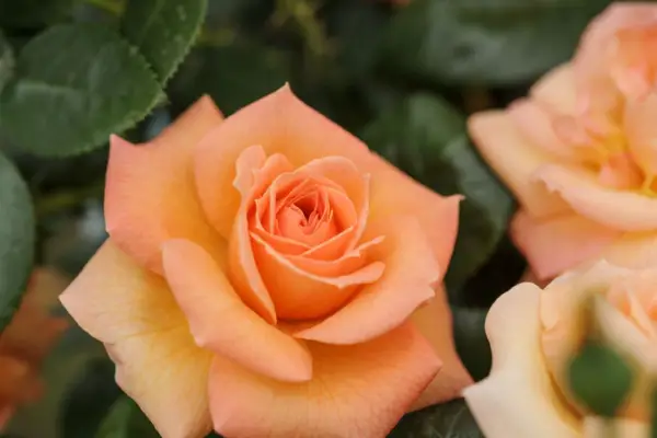 Rosa (skupina Floribunda) „Lady Marmalade“